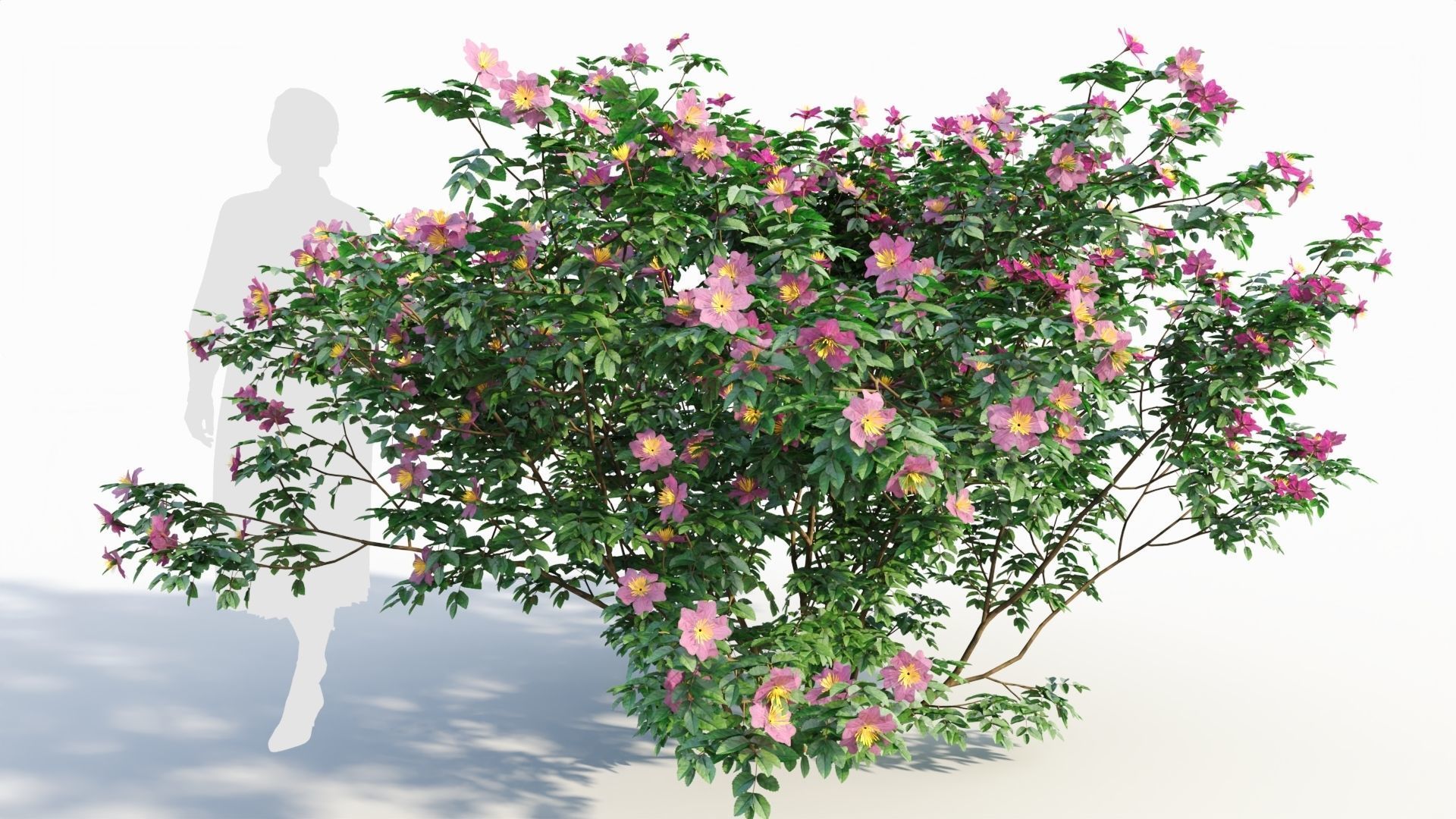 Rosa virginiana c 3D model_7