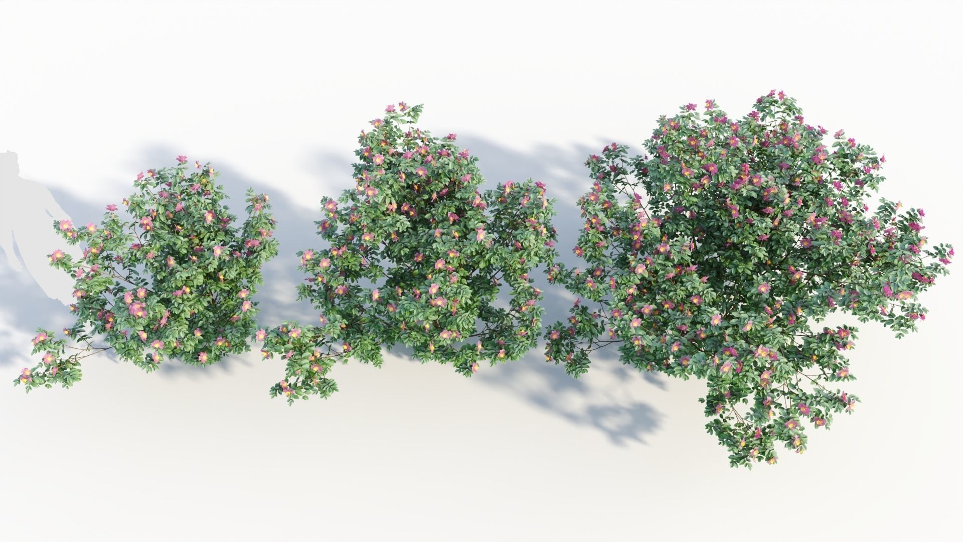 Rosa virginiana c 3D model_2