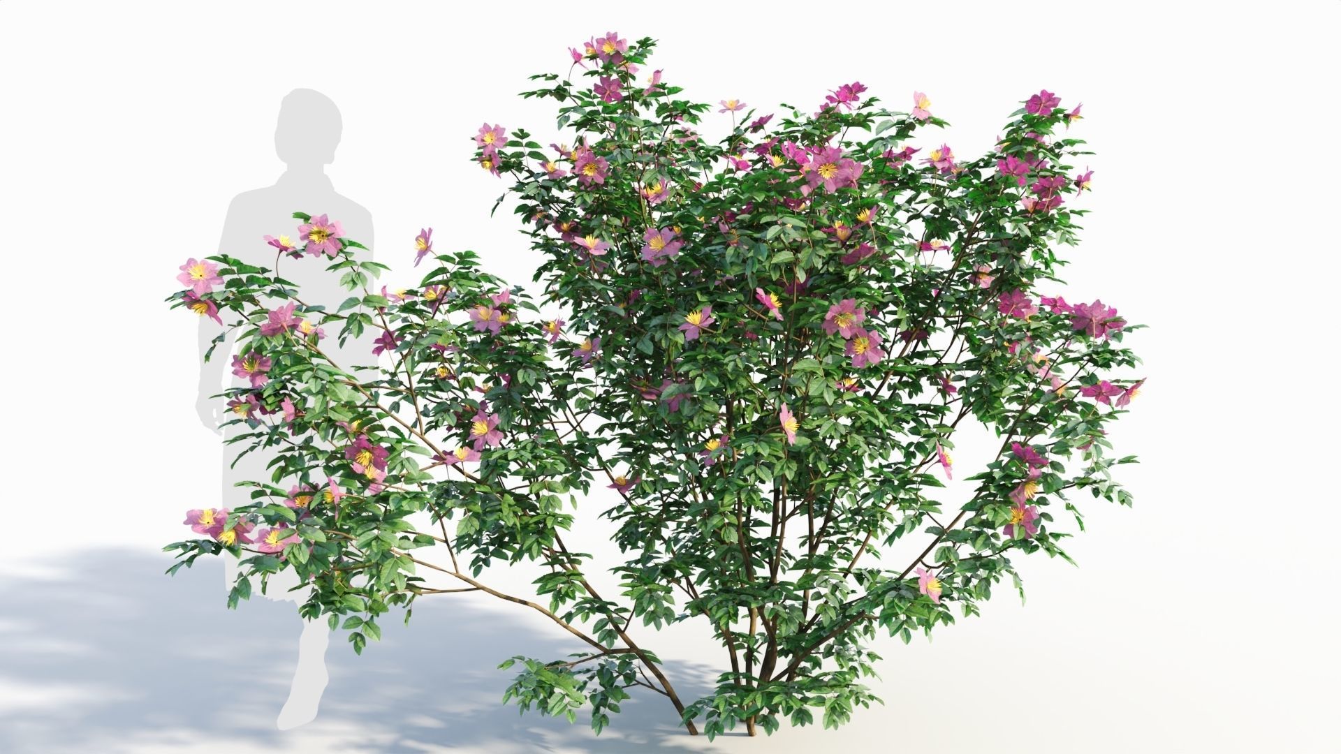 Rosa virginiana c 3D model_6