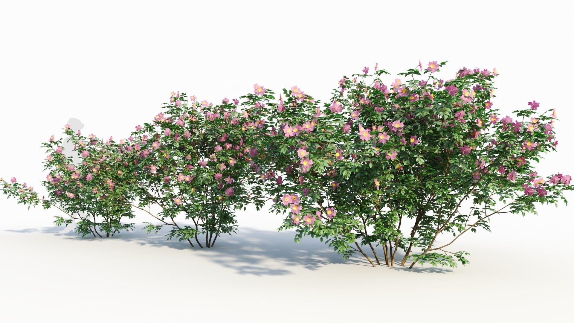 Rosa virginiana c 3D model_1