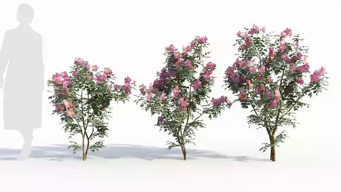 Rosa virginiana d 3D model