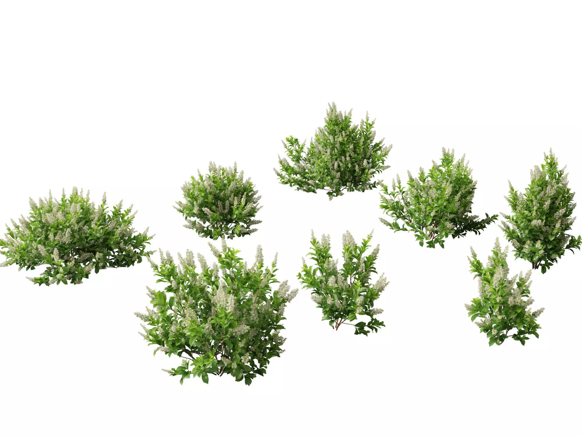 Clethra alnifolia Sixteen Candles - Common white alder 3D model