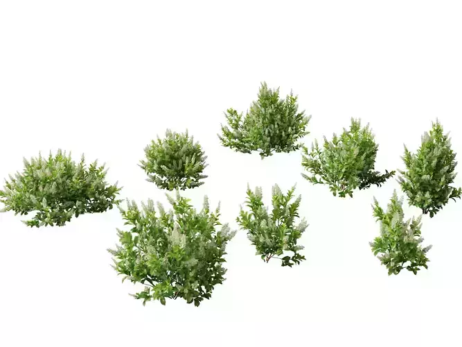 Clethra alnifolia Sixteen Candles - Common white alder 3D model