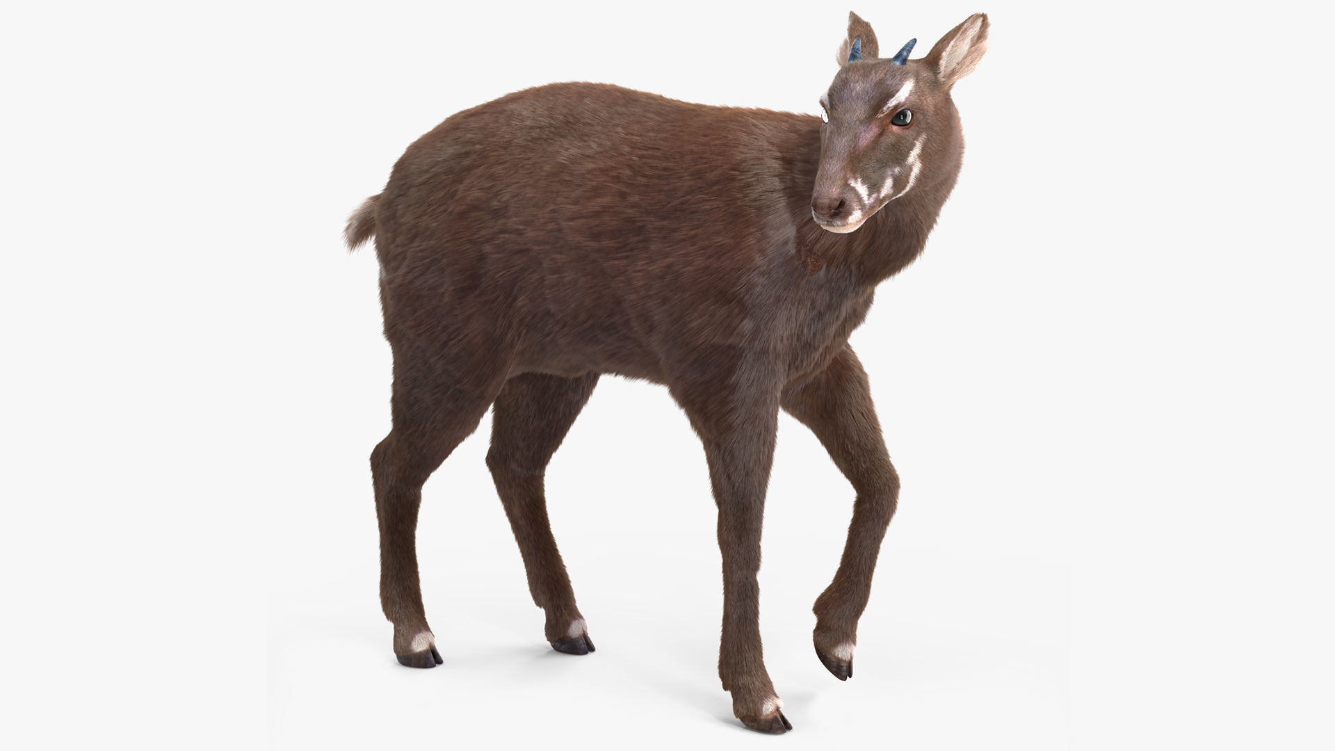 Saola Fur Rigged 3D model