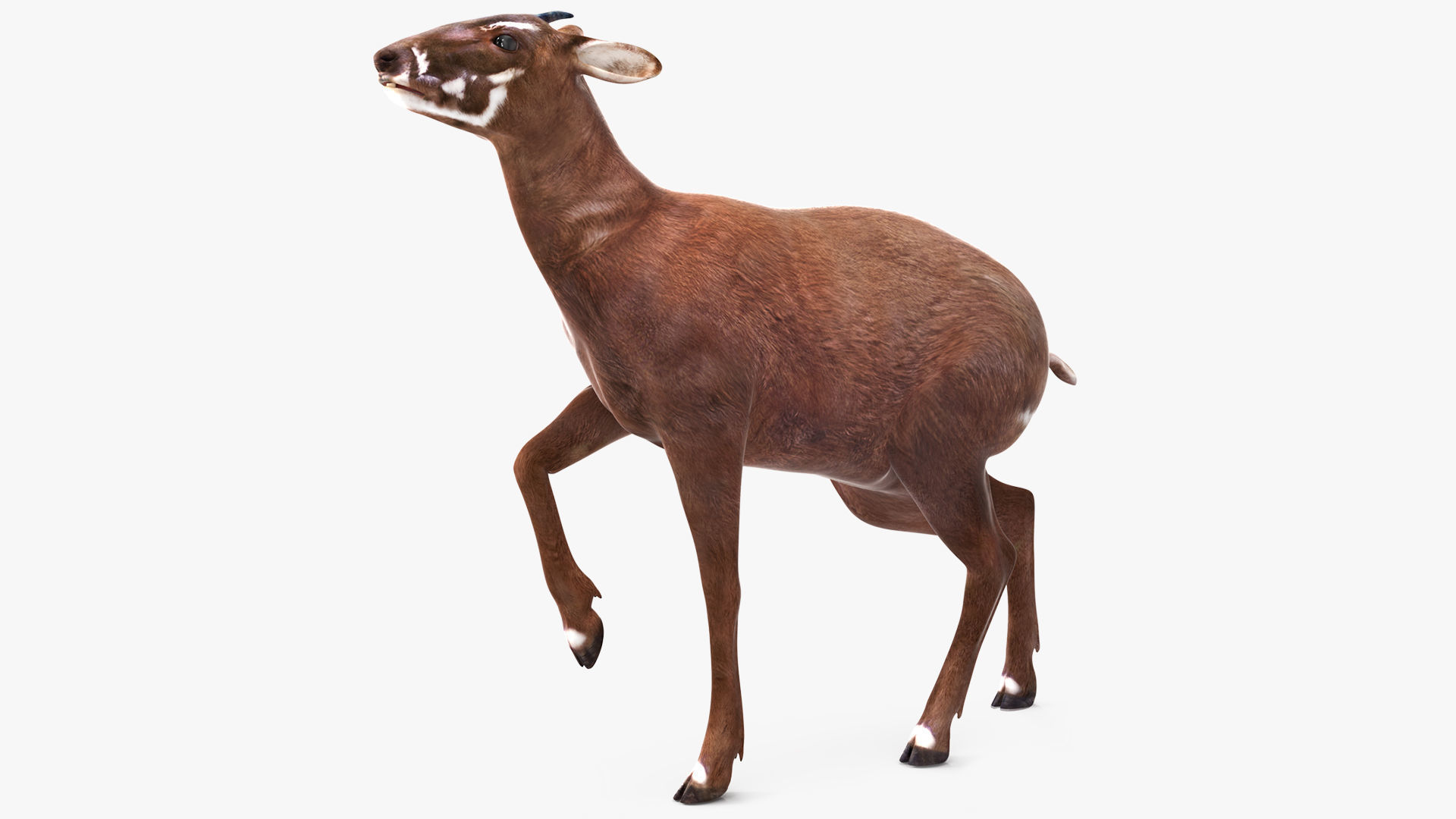 Saola Rigged 3D model
