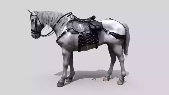 Saddled Horse