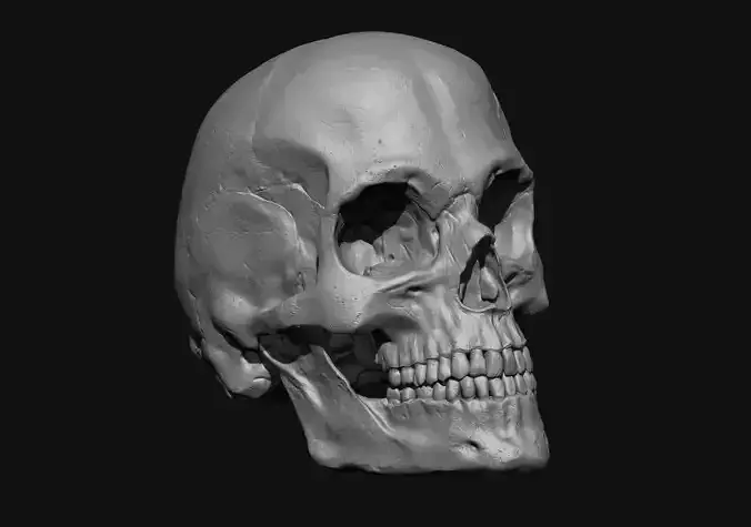 3D Human Anatomy Skull