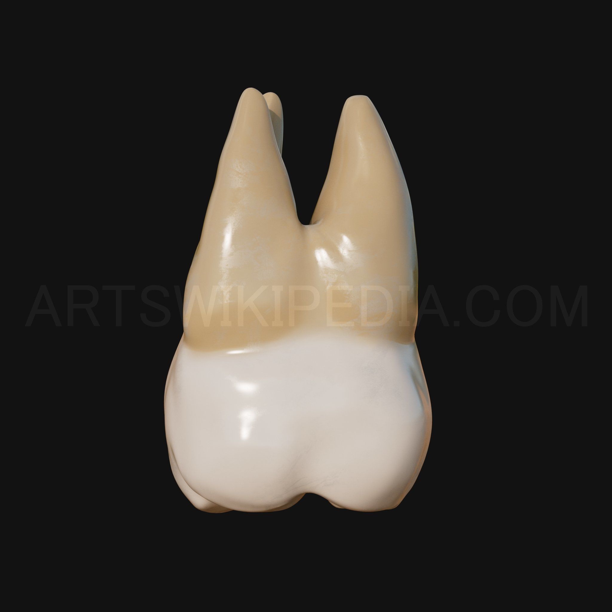 3D Model of Maxillary Left third moler 3D model_4