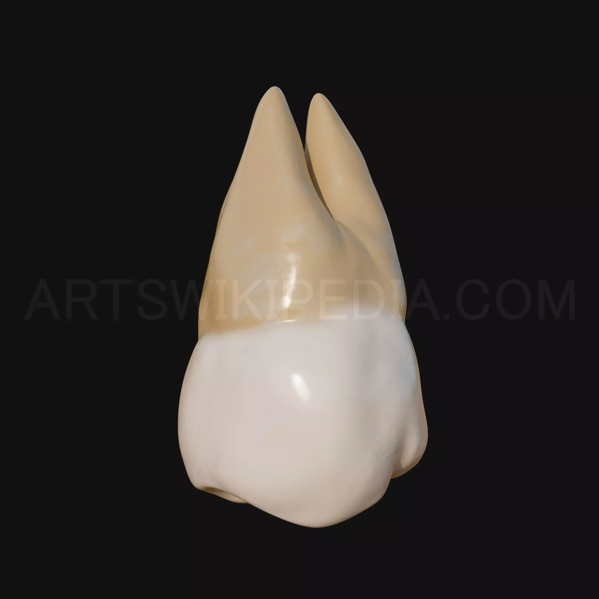 3D Model of Maxillary Left third moler 3D model_0
