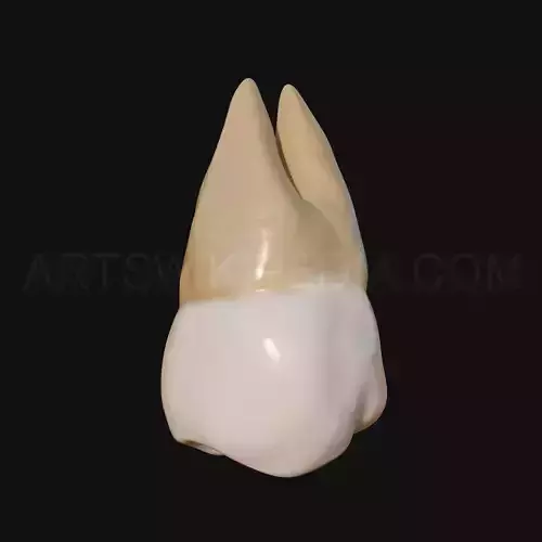 3D Model of Maxillary Left third moler