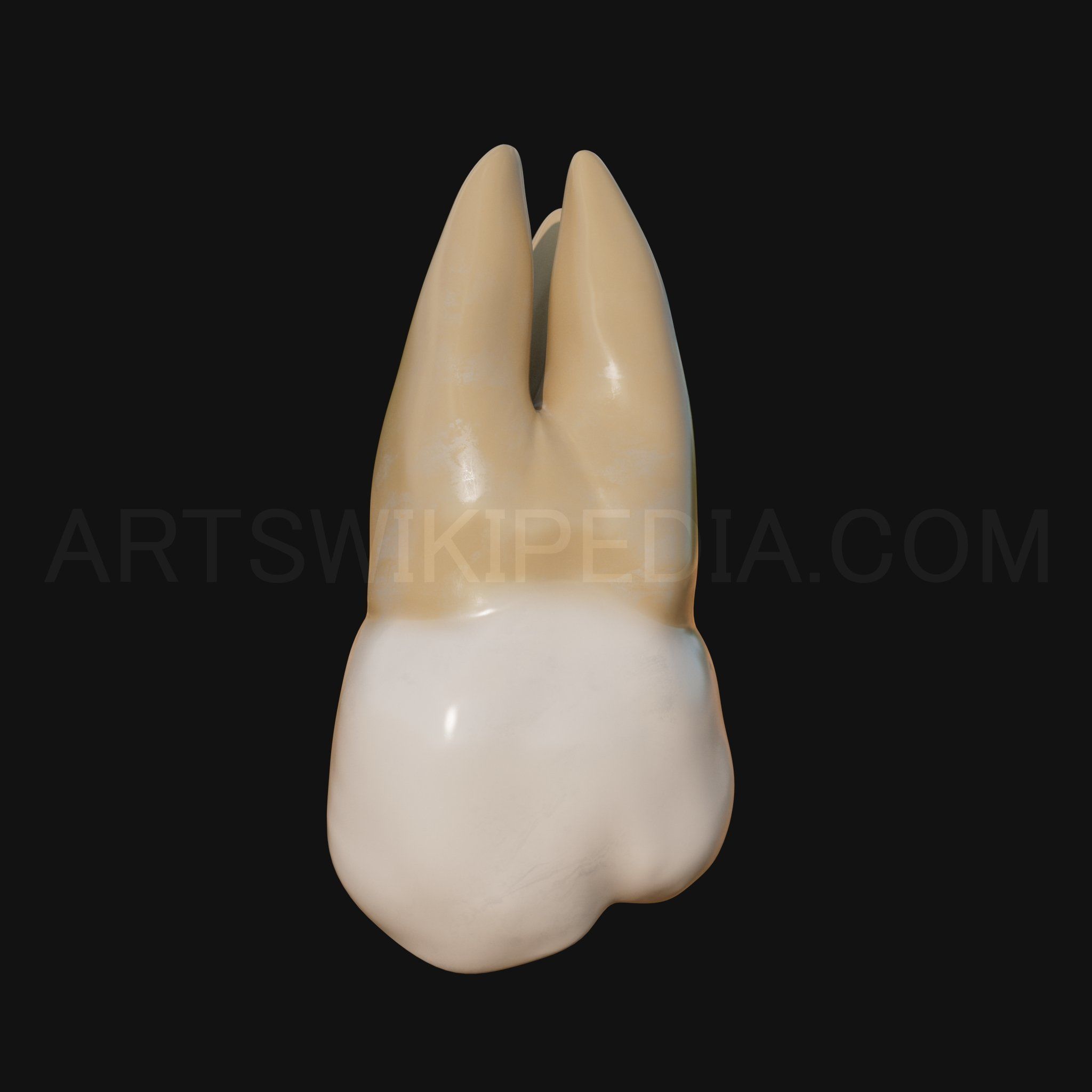 3D Model of Maxillary Left third moler 3D model_5