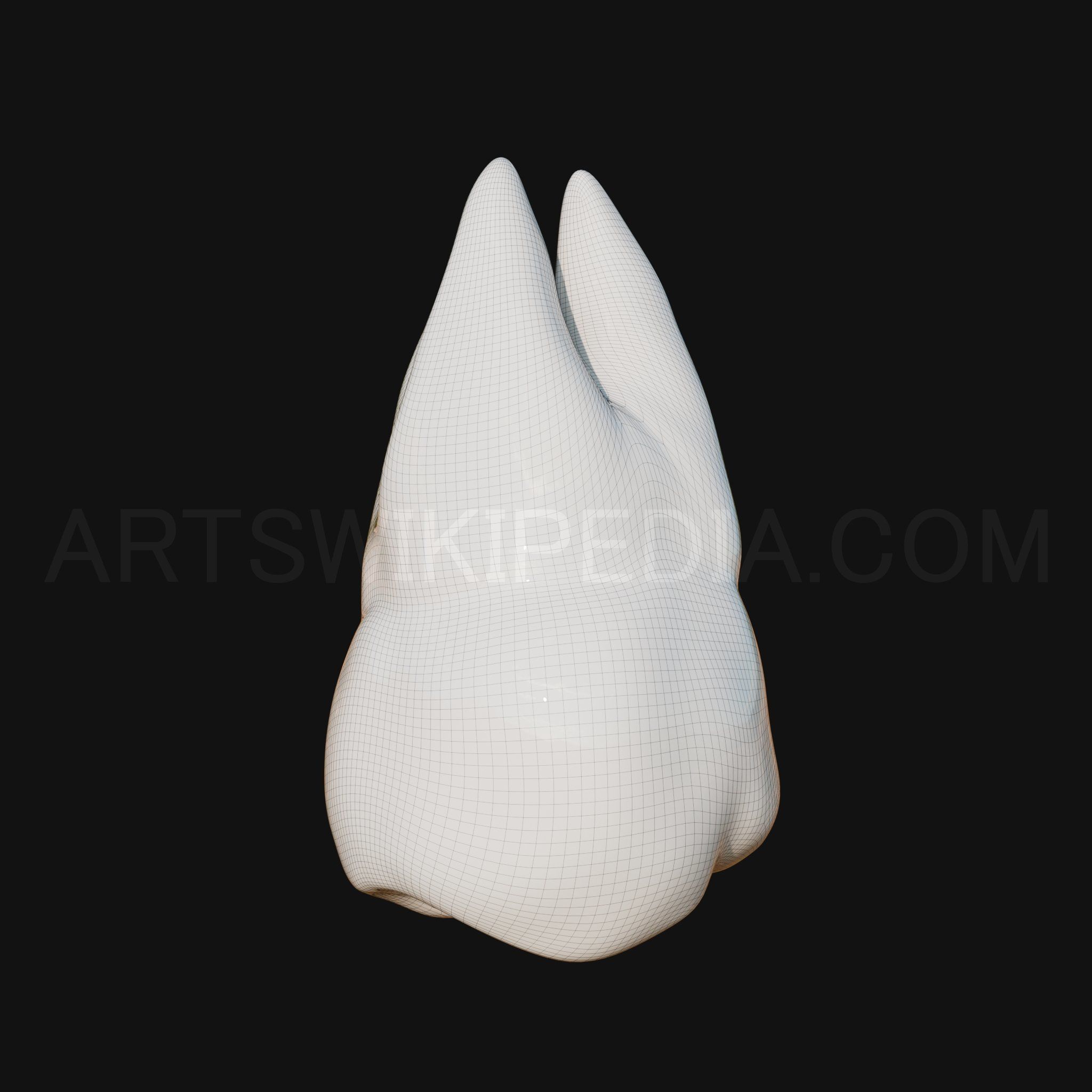 3D Model of Maxillary Left third moler 3D model_8