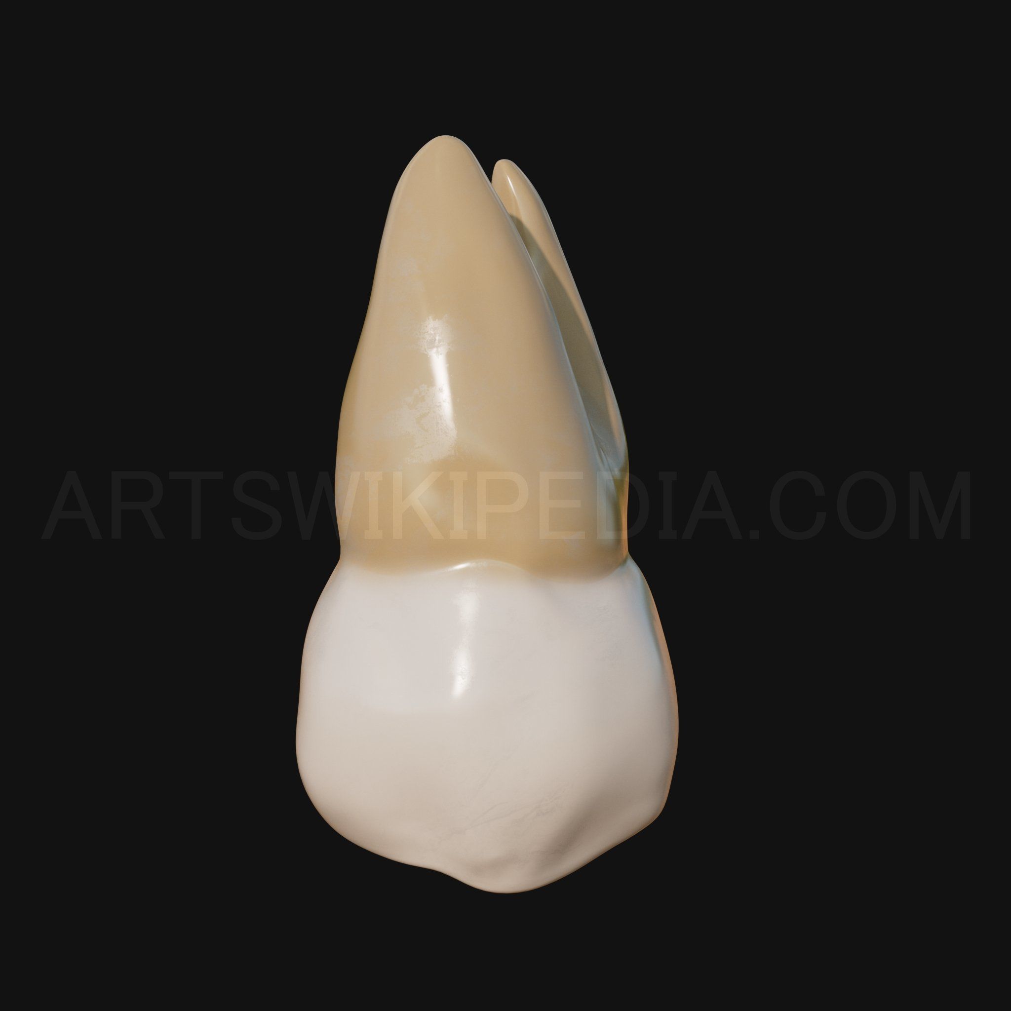 3D Model of Maxillary Left third moler 3D model_2
