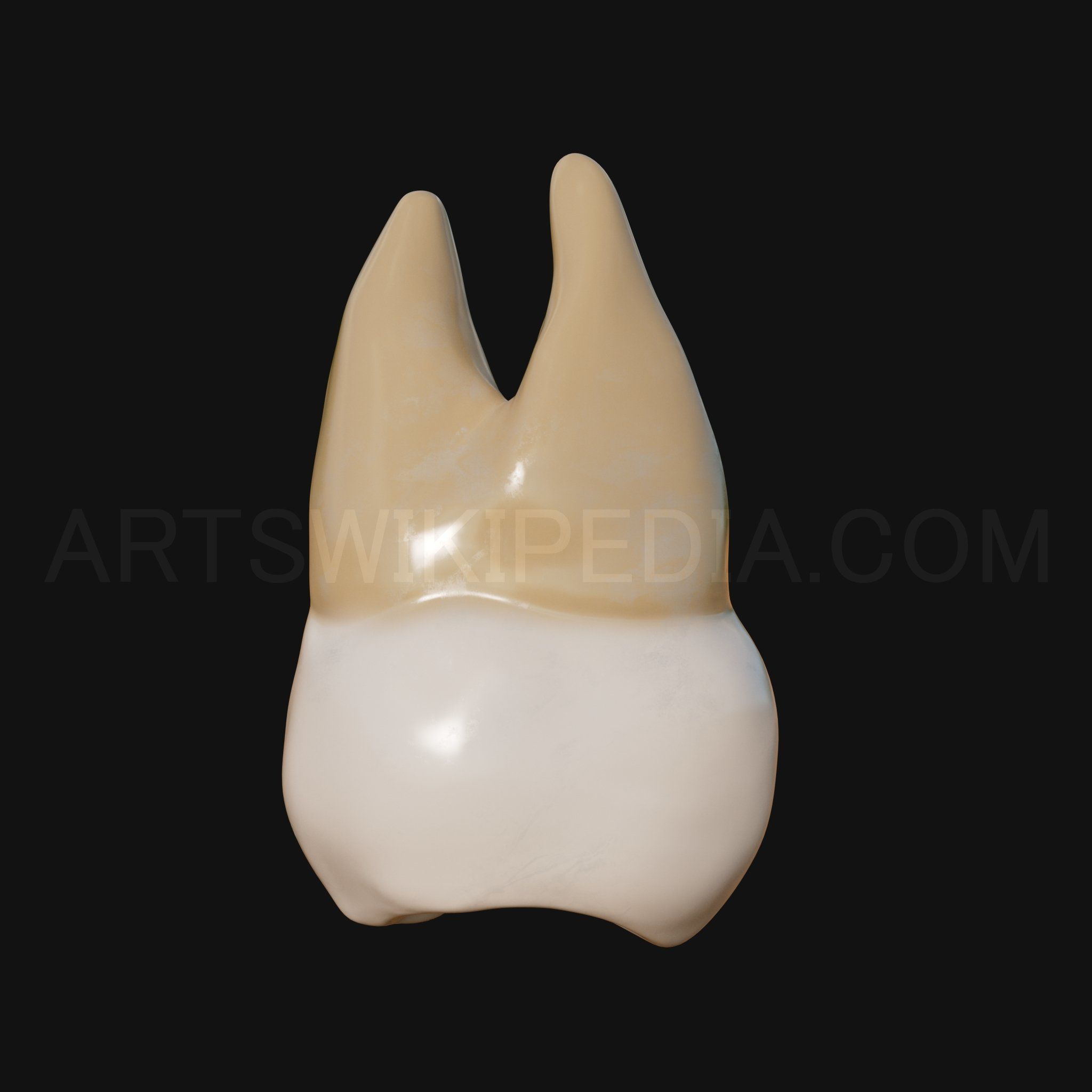 3D Model of Maxillary Left third moler 3D model_7