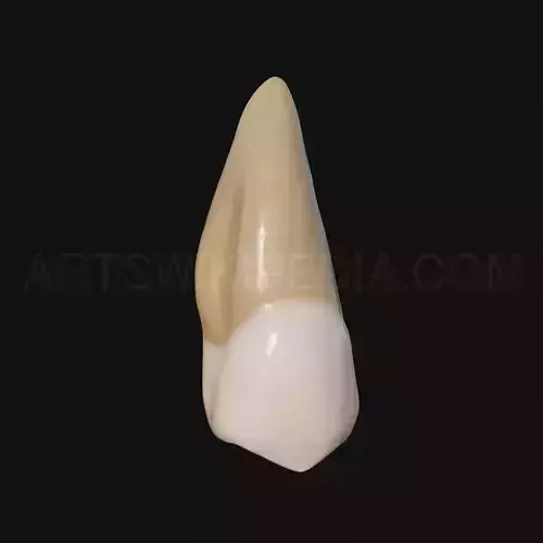 3D Model of Maxillary Left second premoler