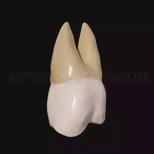 3D Model of Maxillary Left second moler