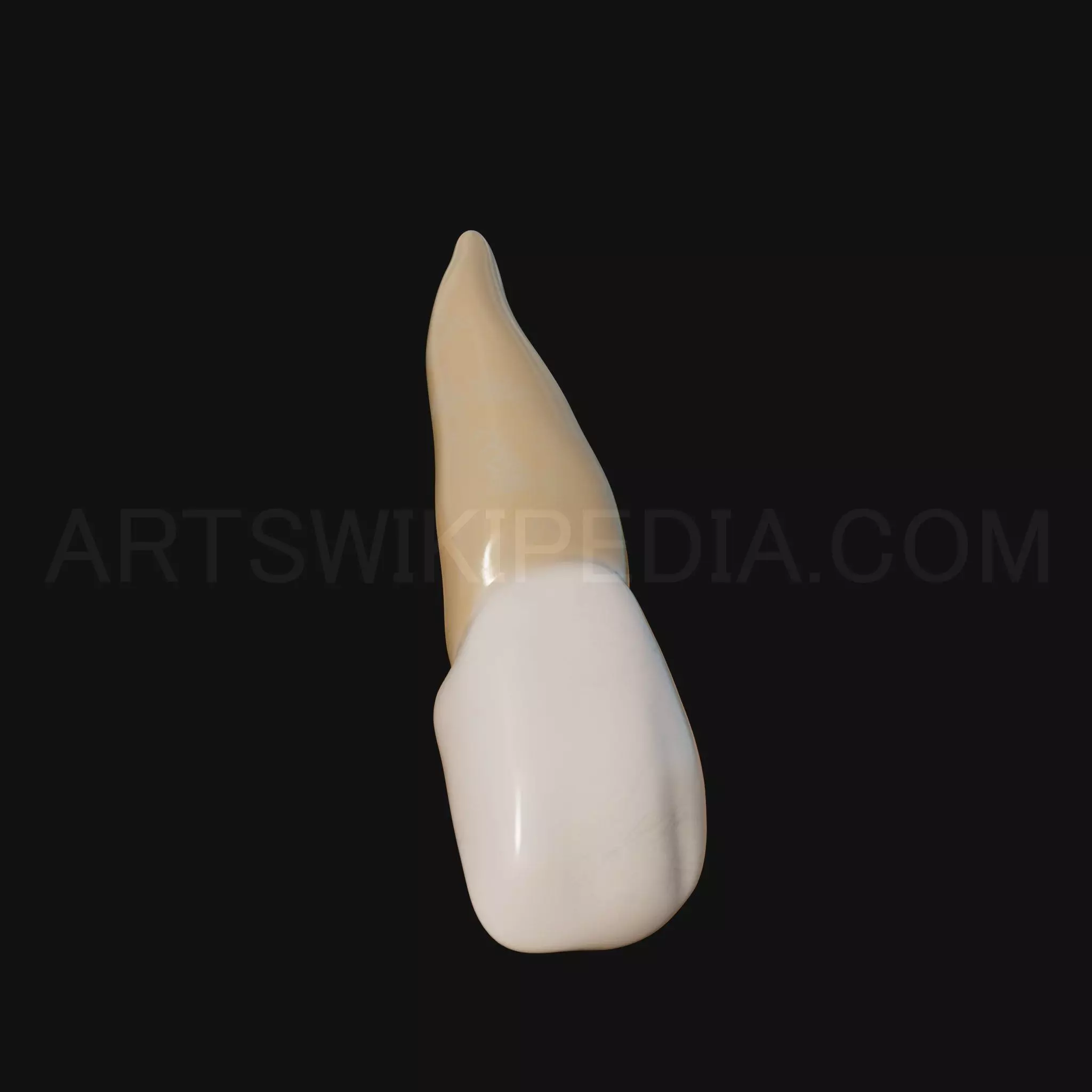3D Model of Maxillary Left Lateral Incisor 3D model