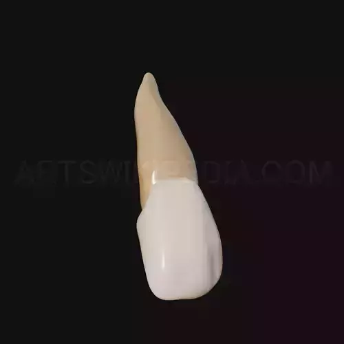 3D Model of Maxillary Left Lateral Incisor 3D model