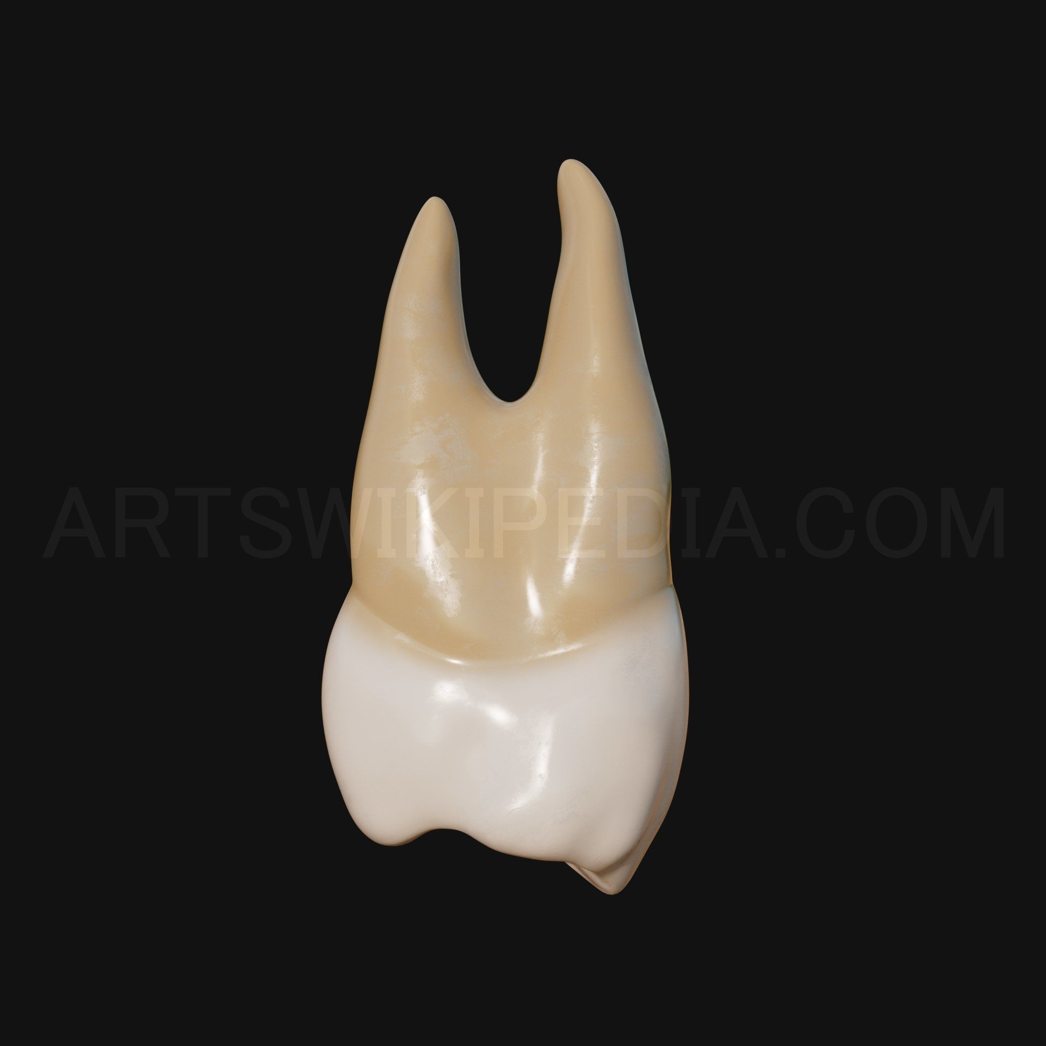 3D Model of Maxillary Left first premoler 3D model_4
