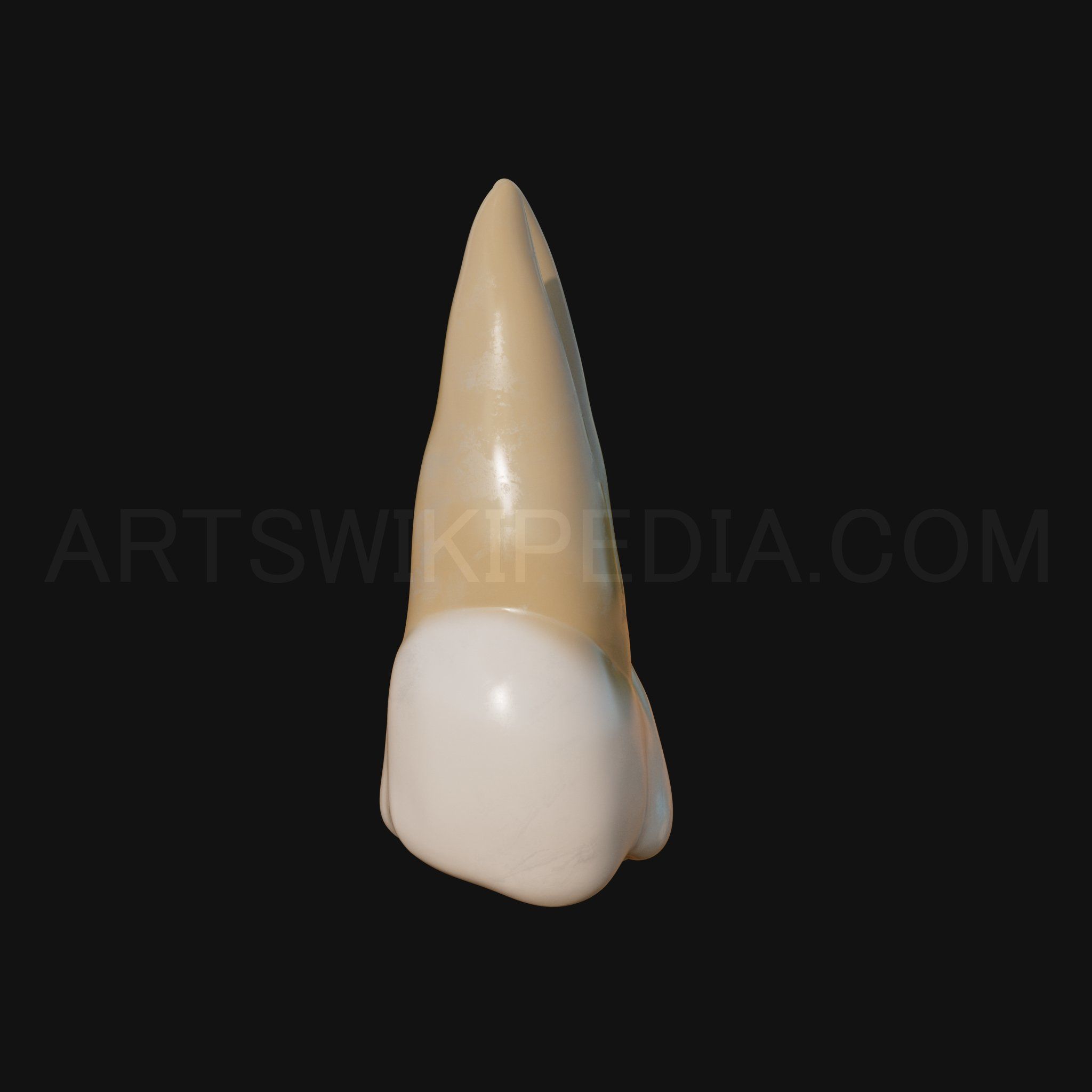 3D Model of Maxillary Left first premoler 3D model_2