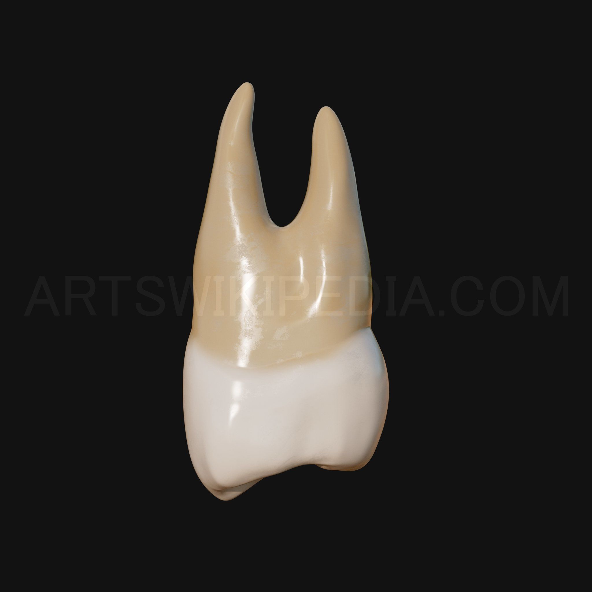 3D Model of Maxillary Left first premoler 3D model_5