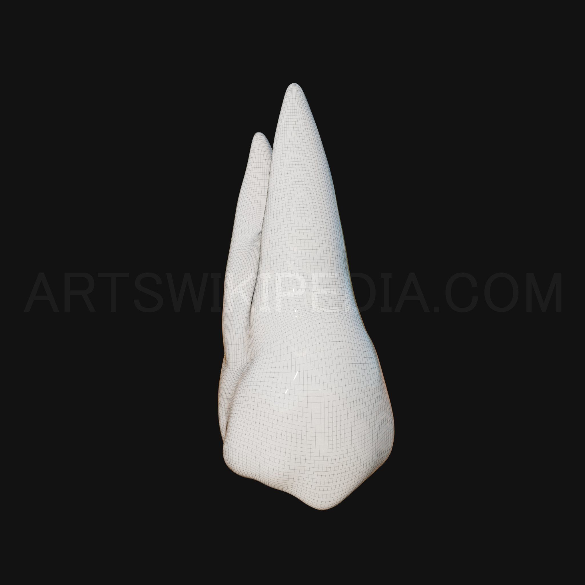 3D Model of Maxillary Left first premoler 3D model_8