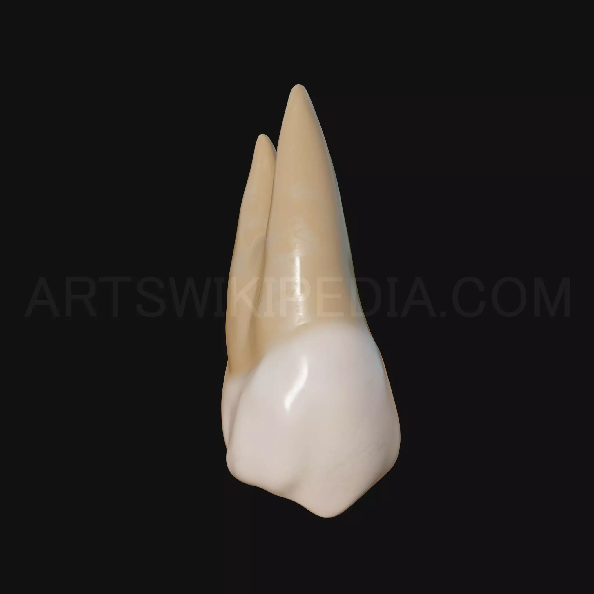 3D Model of Maxillary Left first premoler 3D model_0