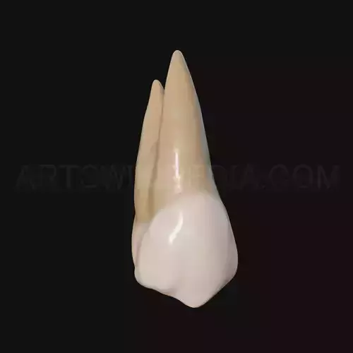 3D Model of Maxillary Left first premoler 3D model
