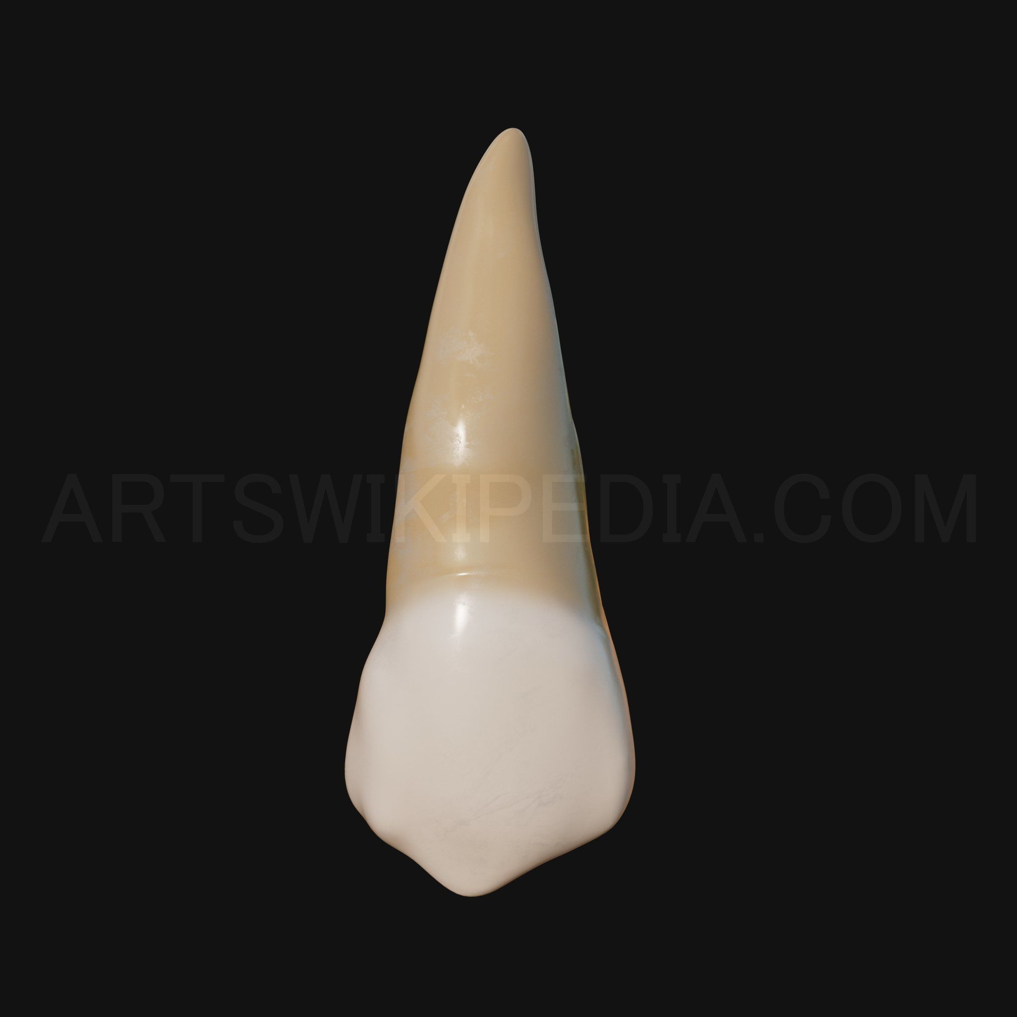 3D Model of Maxillary Left first premoler 3D model_6