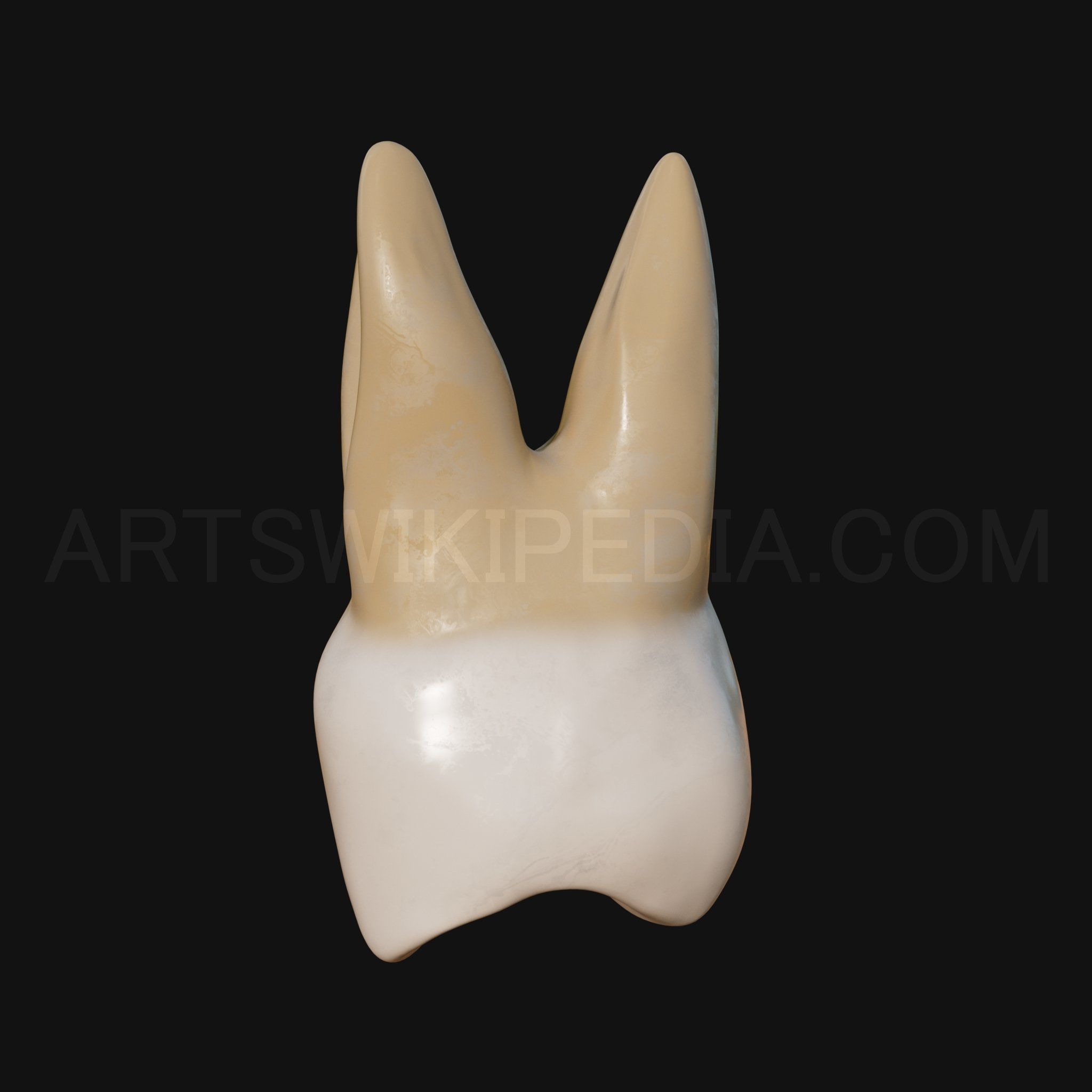 3D Model of Maxillary Left first moler 3D model_5