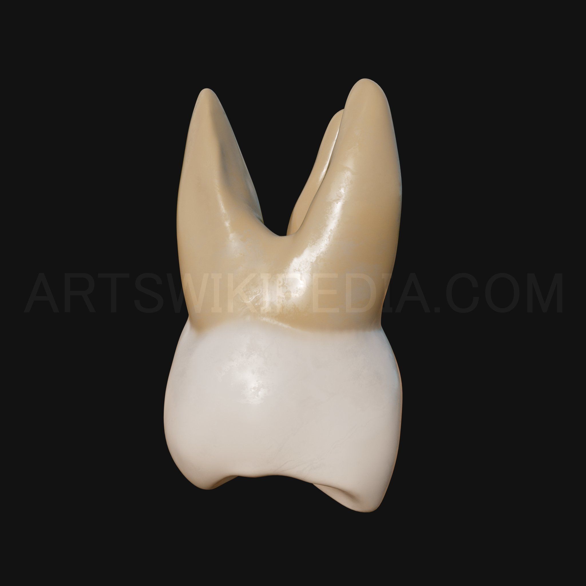 3D Model of Maxillary Left first moler 3D model_4