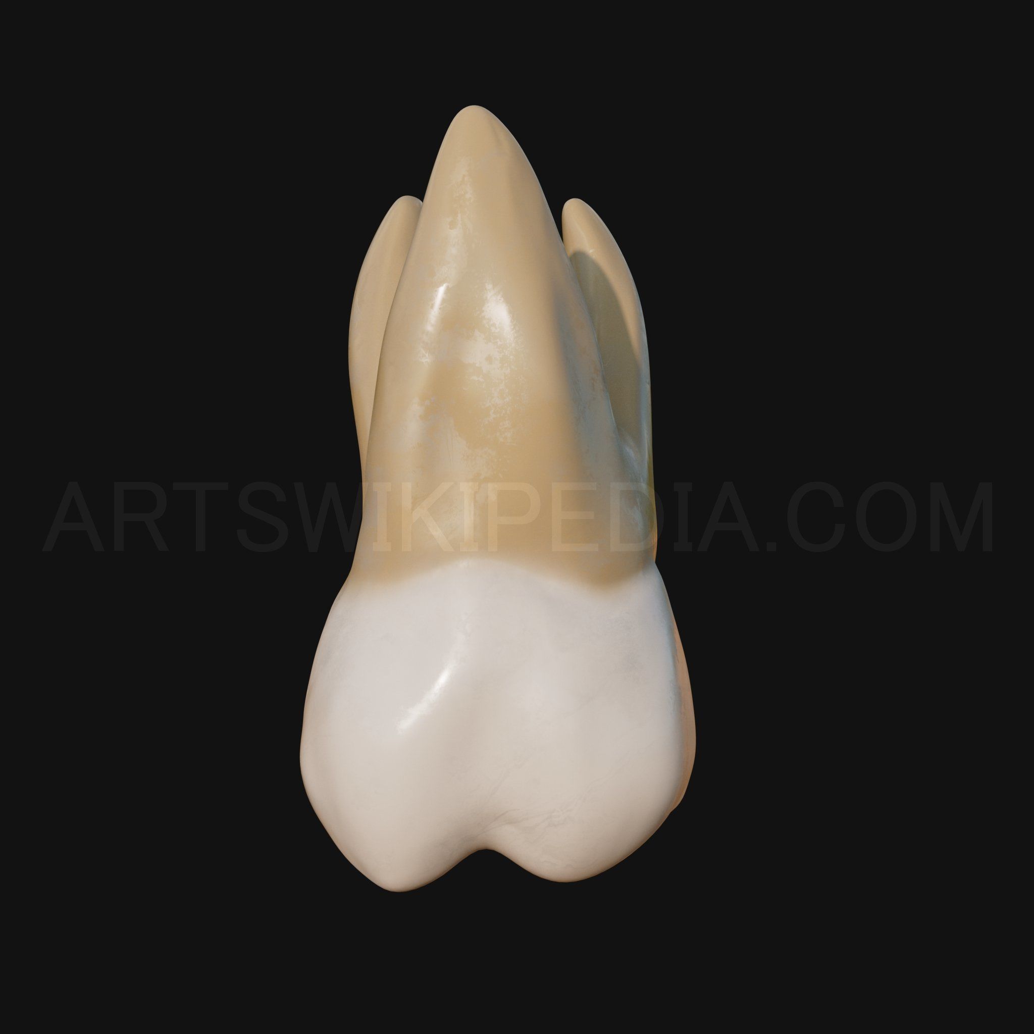 3D Model of Maxillary Left first moler 3D model_2
