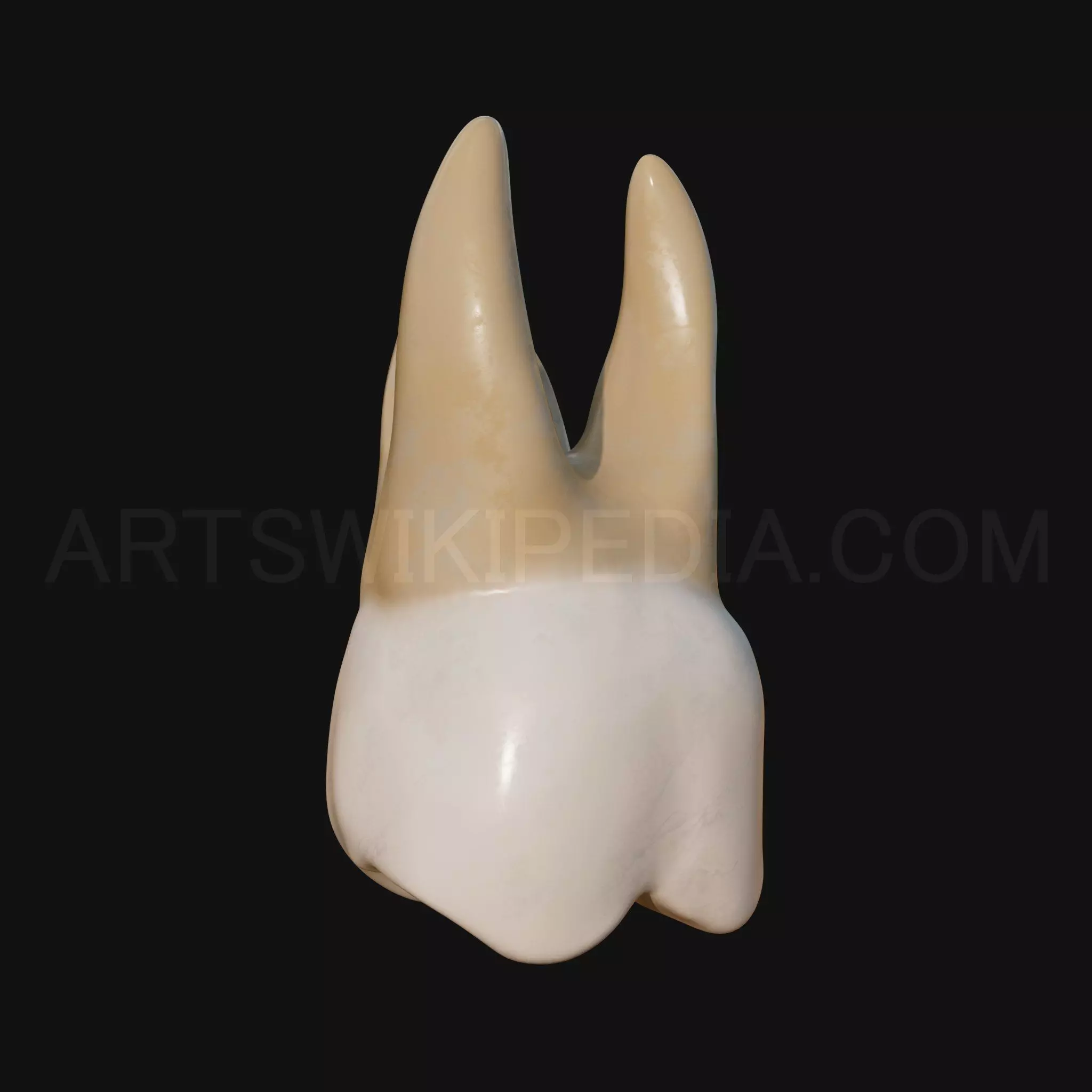3D Model of Maxillary Left first moler 3D model_0