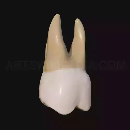 3D Model of Maxillary Left first moler 3D model