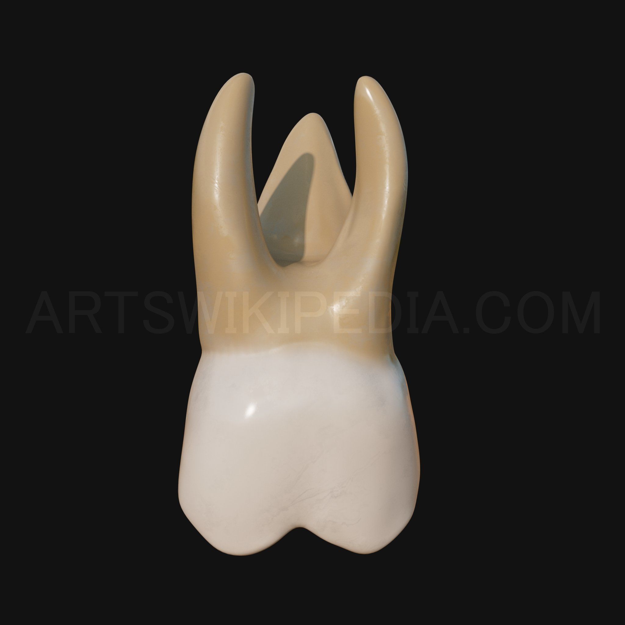 3D Model of Maxillary Left first moler 3D model_6