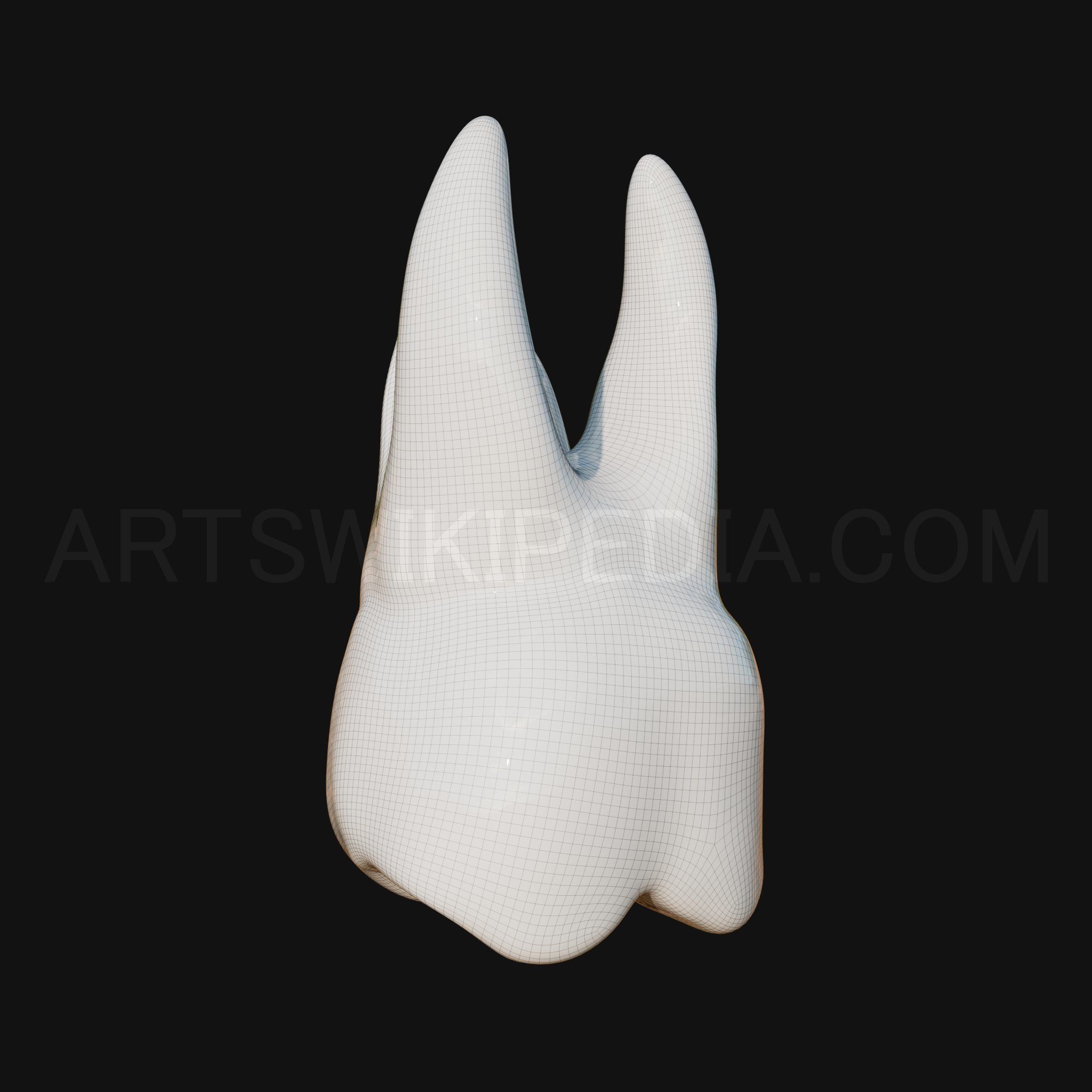 3D Model of Maxillary Left first moler 3D model_8