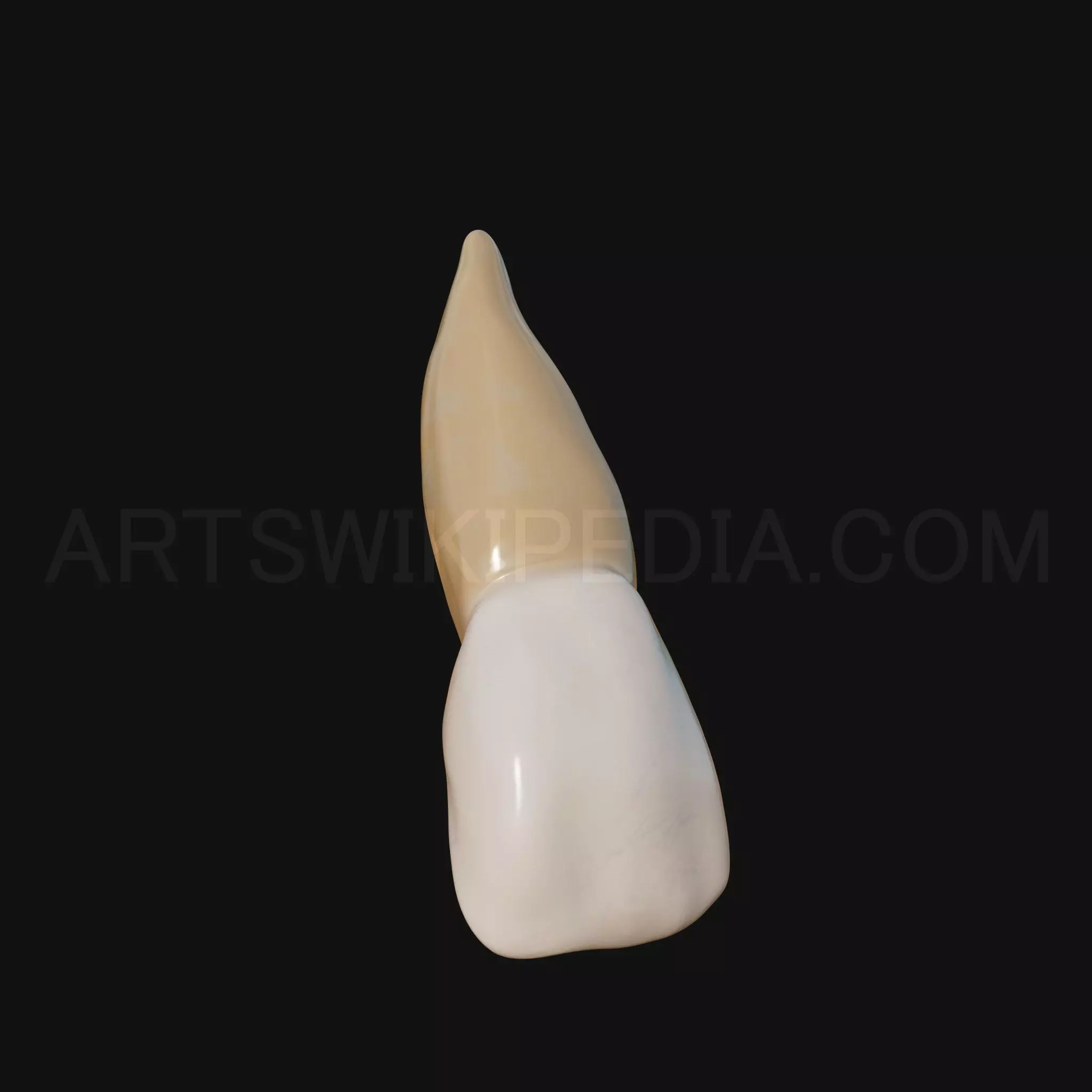 3D Model of Maxillary Left Central Incisor 3D model_0