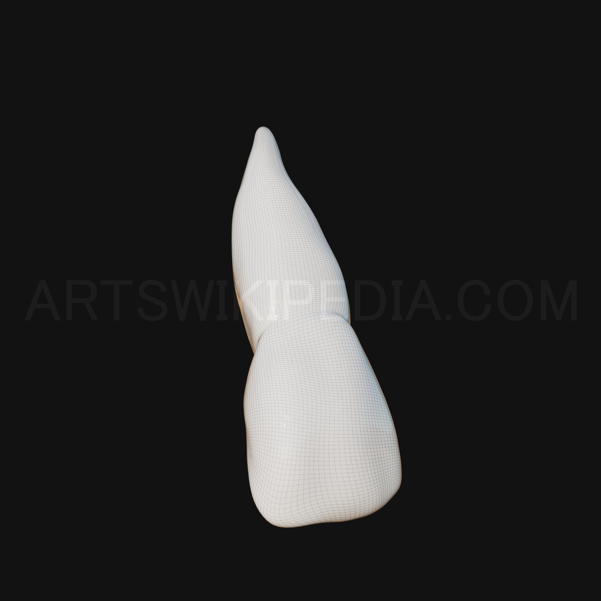 3D Model of Maxillary Left Central Incisor 3D model_8
