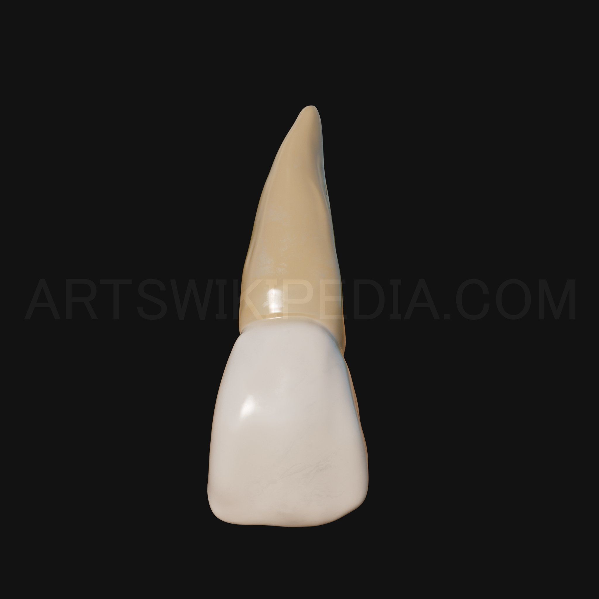 3D Model of Maxillary Left Central Incisor 3D model_7