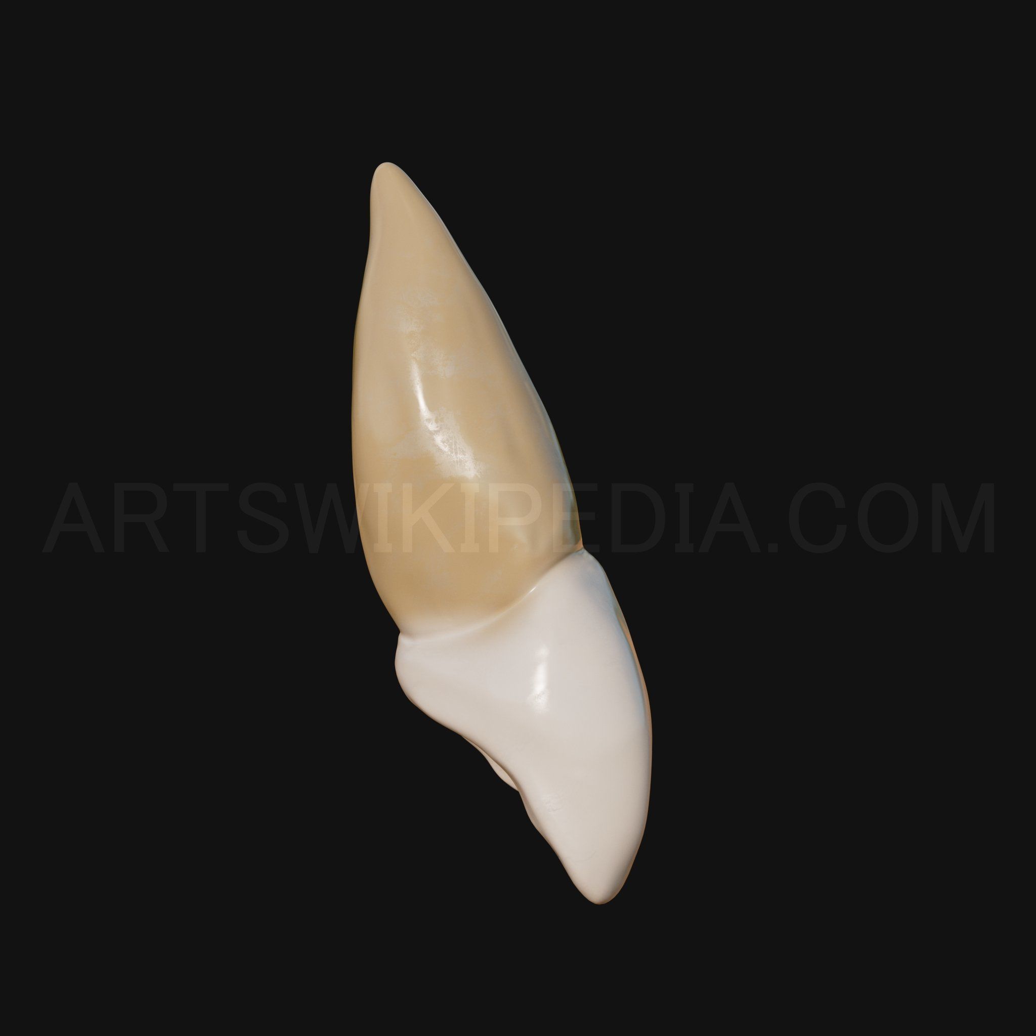 3D Model of Maxillary Left Central Incisor 3D model_3
