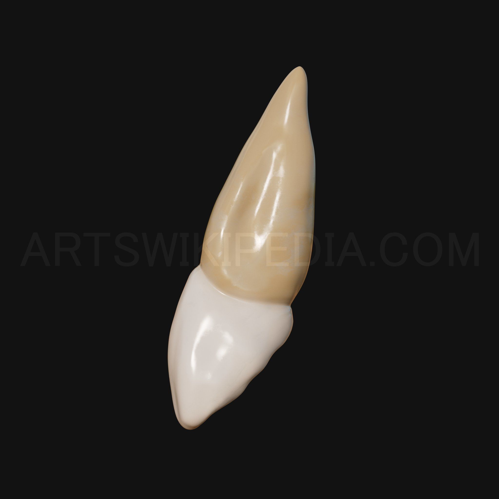 3D Model of Maxillary Left Central Incisor 3D model_6