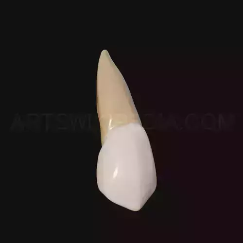 3D Model of Maxillary Left Canine