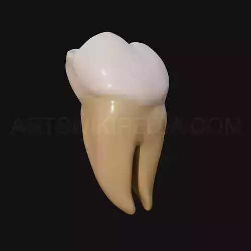 3D Model of mandibular left third molar 3D model