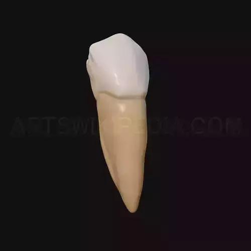 3D Model of mandibular left second premolar 3D model