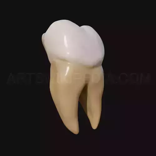 3D Model of mandibular left second molar 3D model