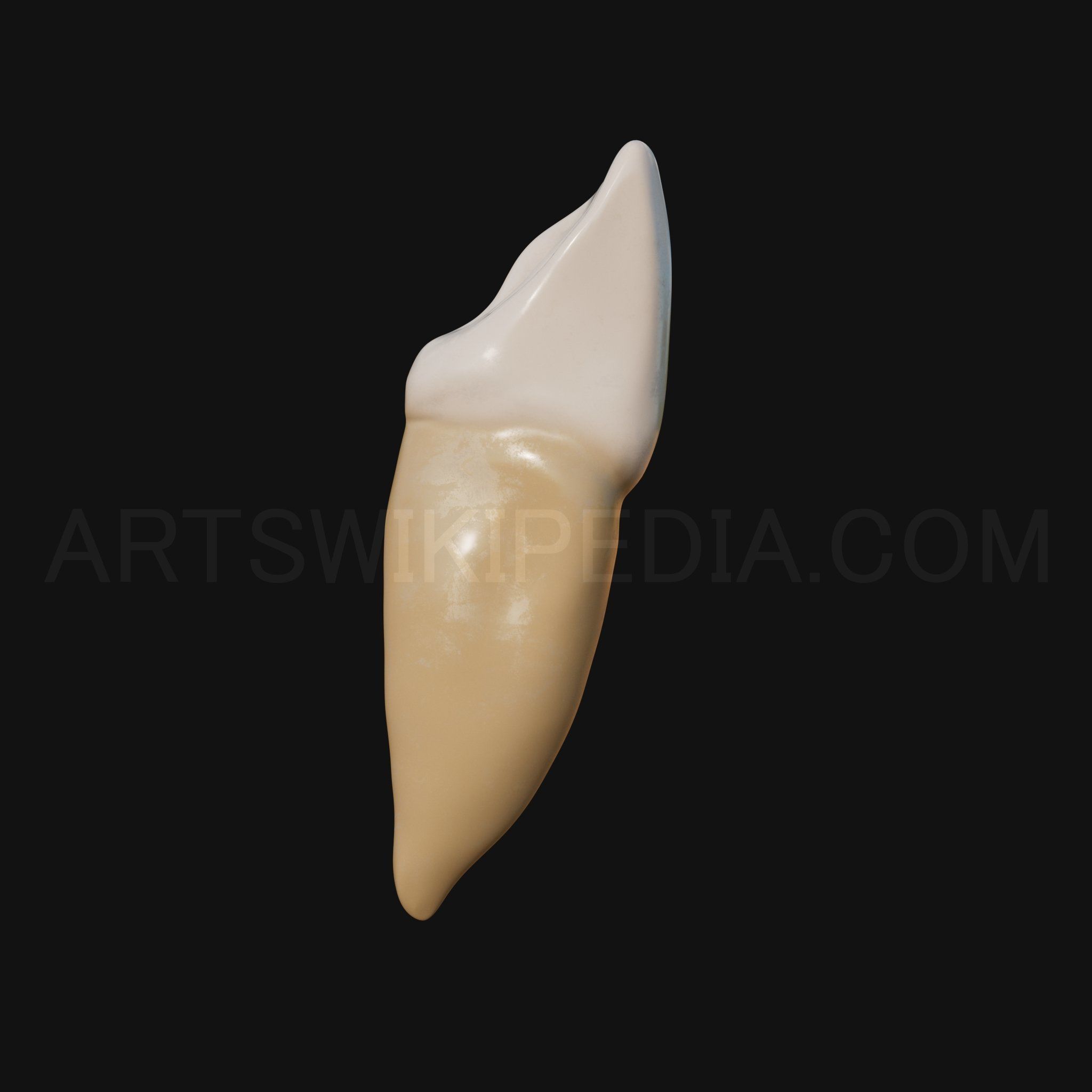 3D Model of mandibular left lateral incisor 3D model_5