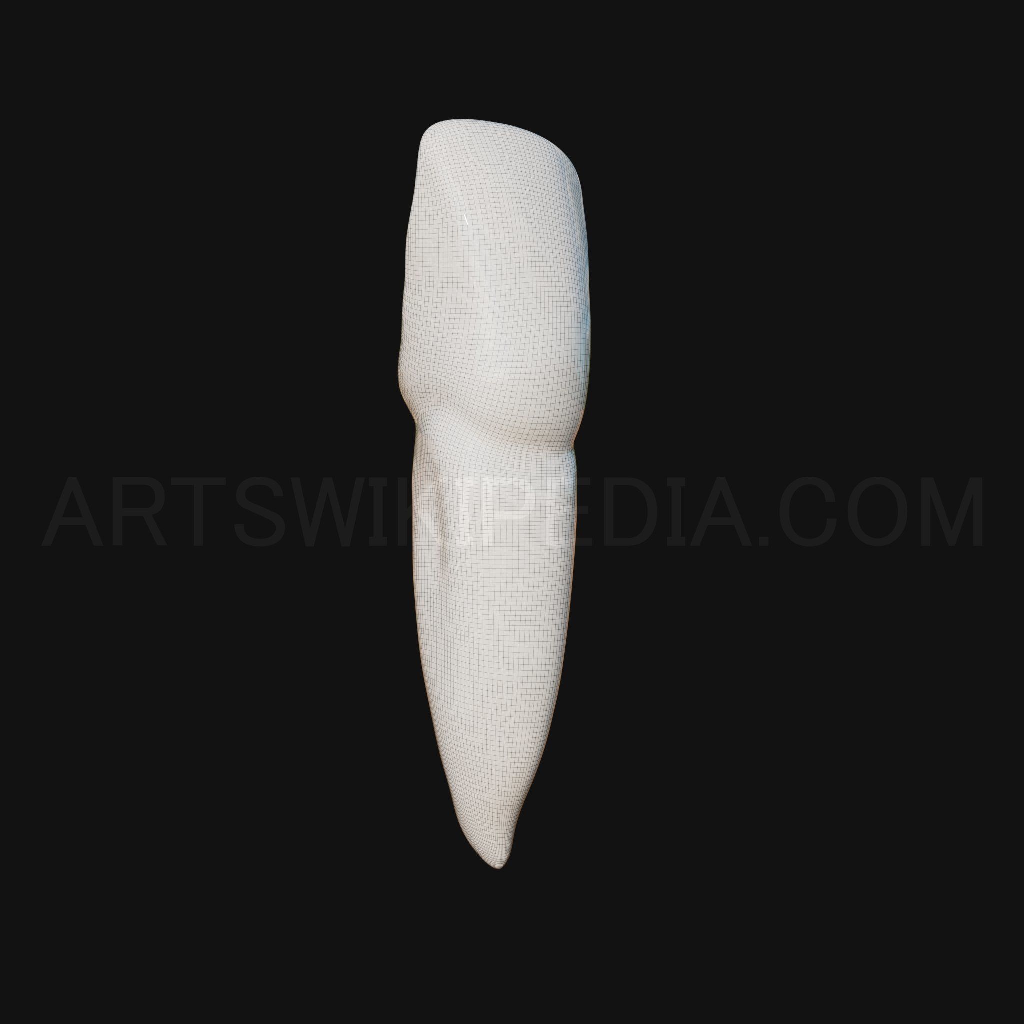 3D Model of mandibular left lateral incisor 3D model_8