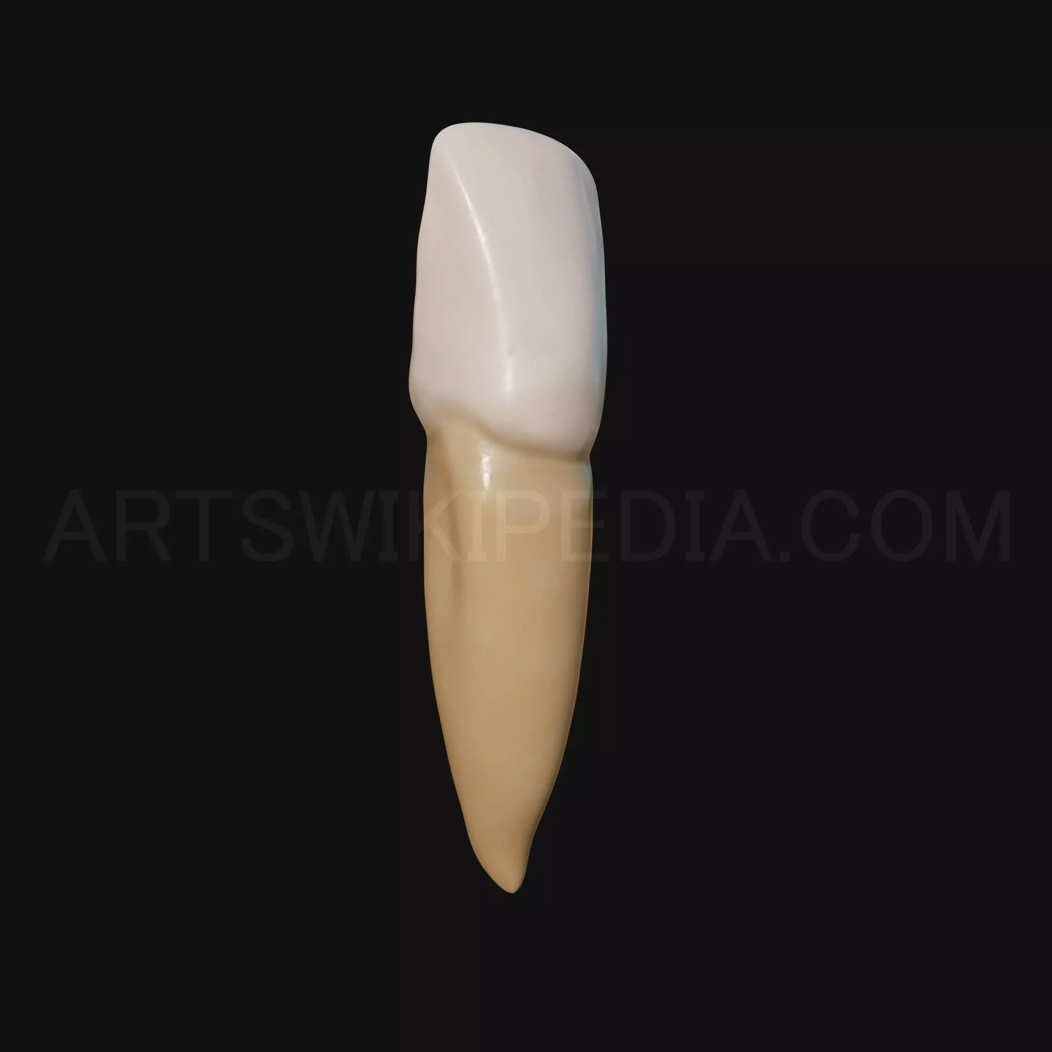 3D Model of mandibular left lateral incisor 3D model_0