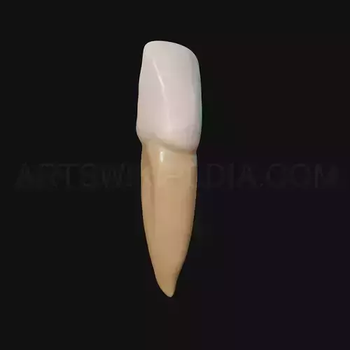 3D Model of mandibular left lateral incisor 3D model