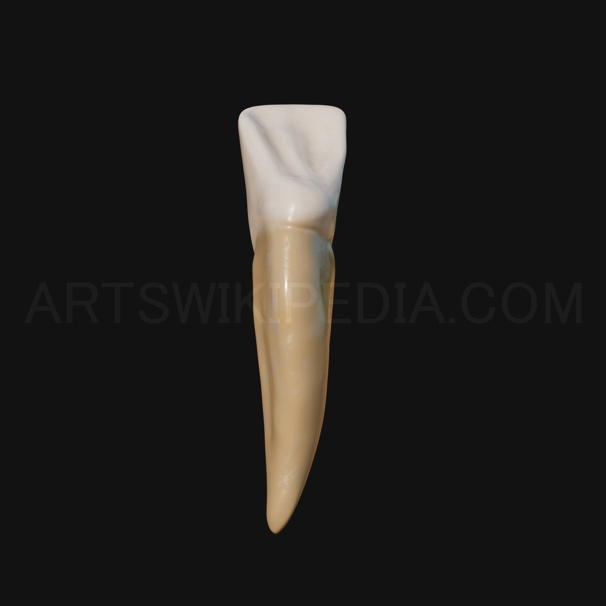3D Model of mandibular left lateral incisor 3D model_2